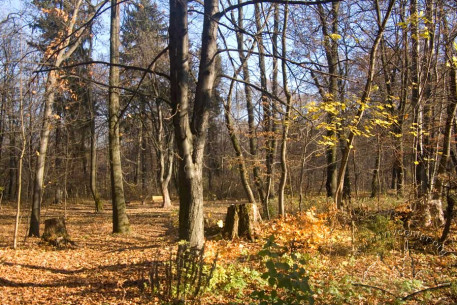 Zalizna Voda Park, section of the upper terrace