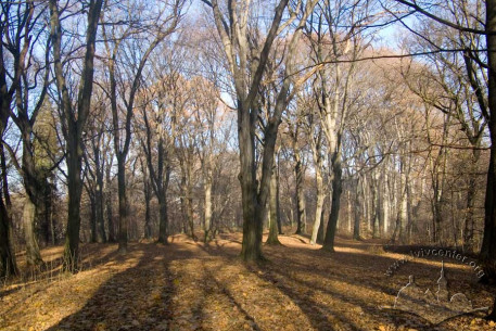 Zalizna Voda Park, landscaping of the northeast section of the park