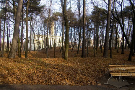 Pines in Lychakivskyi Park