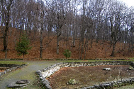 ohulianka Park:  a stand of beech above the old Pasika Creek ravine