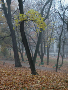 Section of the park adjacent to Lystopadovoho Chynu.