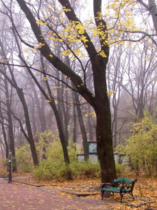 Ivan Franko Park, the maple lane.
