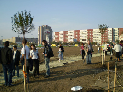 Planting of trees near the Nativity Church